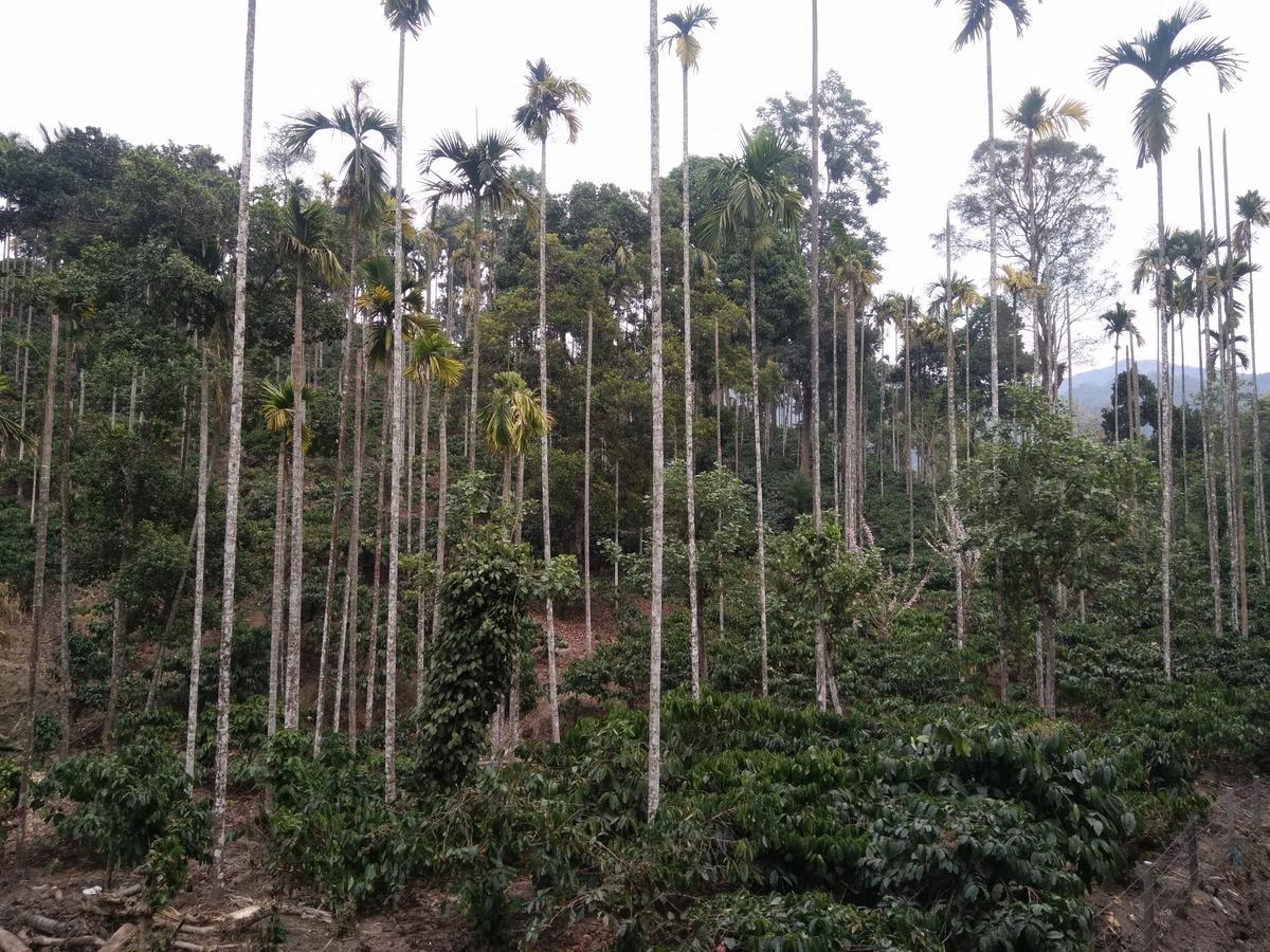 Wayanad Royal Stream Bed and Breakfast Kalpetta Exteriör bild